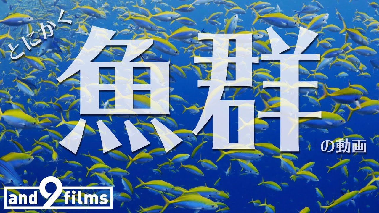 とことん魚群に包まれる！【とにかく魚を観る動画】 11分 / Thoroughly fish school! 11min 【4K】