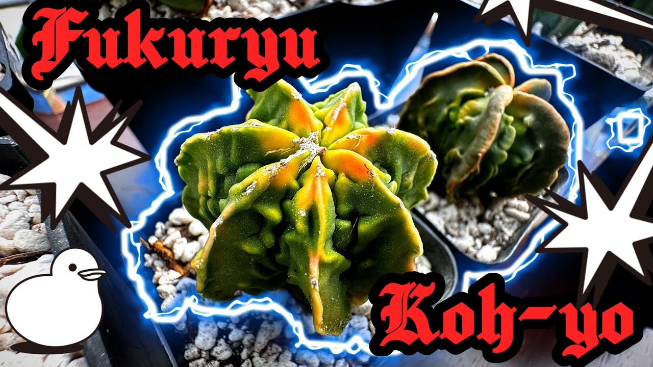 Astrophytum Fukuryu Koh-yo