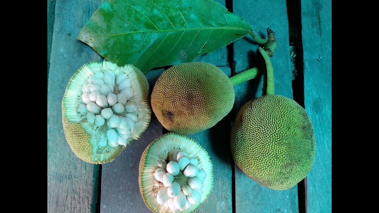 Artocarpus mutabilis