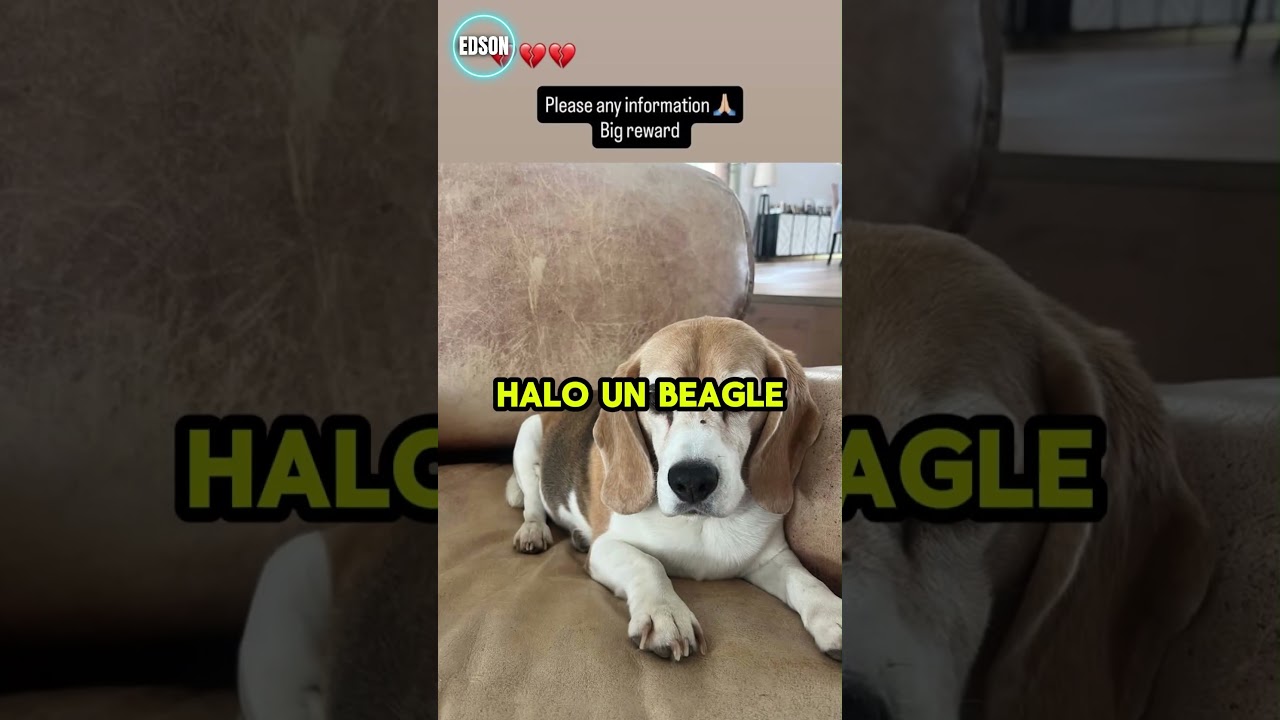SE BUSCA A HALO, EL PERRO DE AARON RAMSEY 🐾