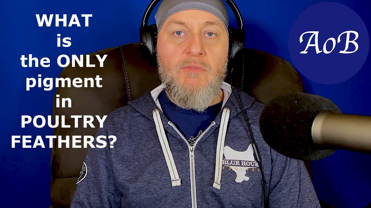 Poultry Color Genetics: Melanin