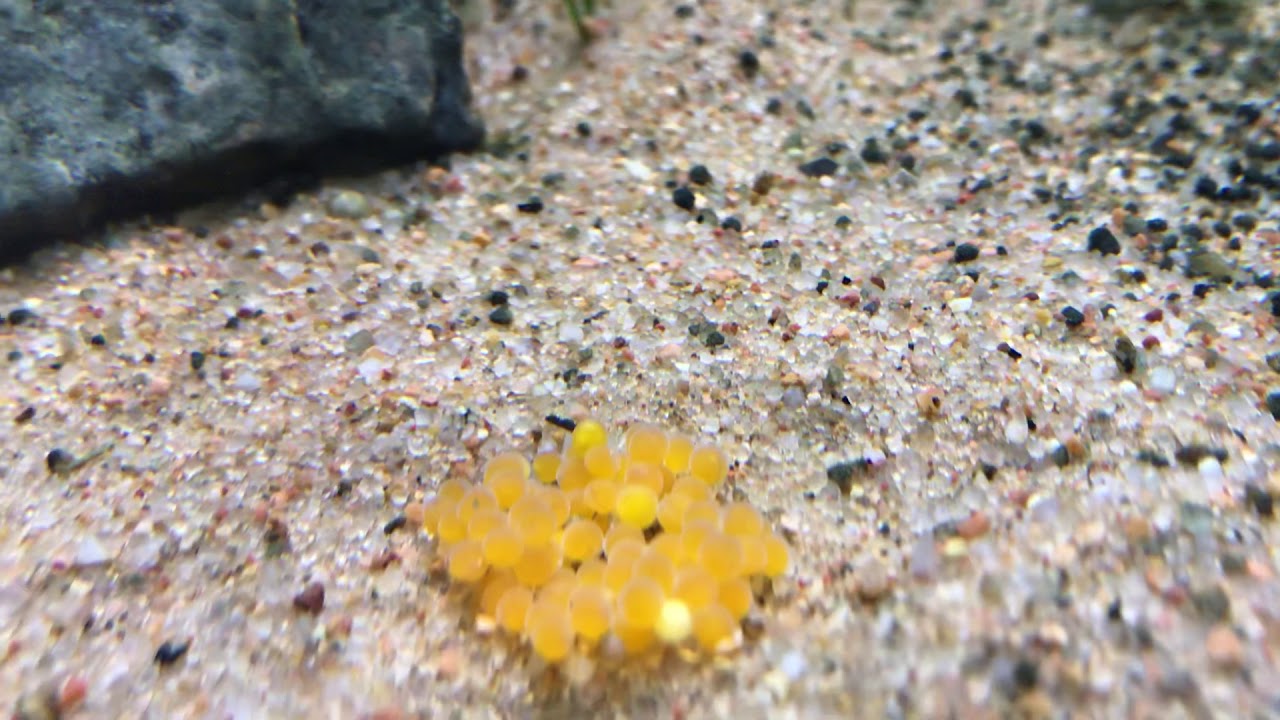 Are my pleco eggs fertile
