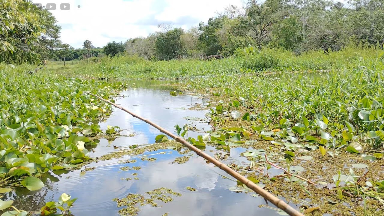 Pescaria raiz, só fisgando e puxando, olha o resultado 