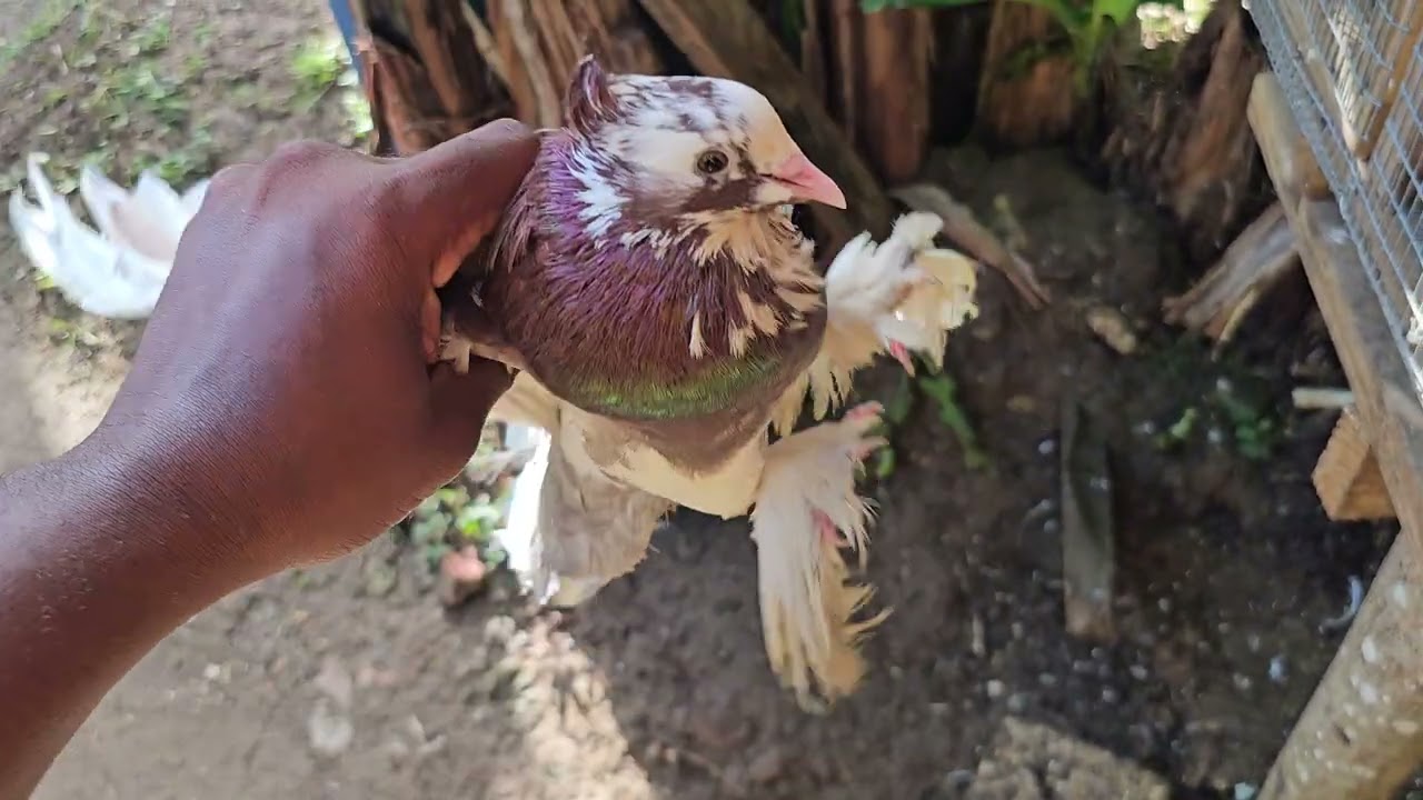 Indian Fantail Fancy Pigeon Farm Update 2026 #like #subscribe