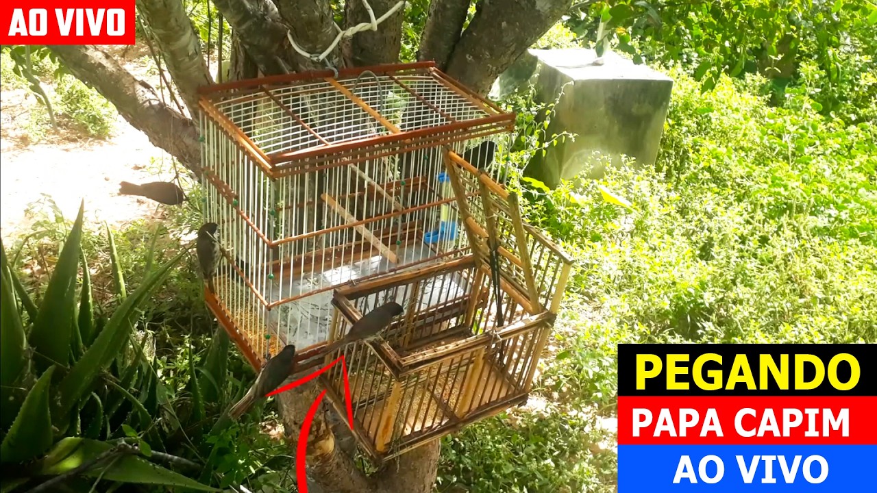 PEGANDO PAPA CAPIM VALENTE NO AL&Ccedil;AP&Atilde;O - AO VIVO