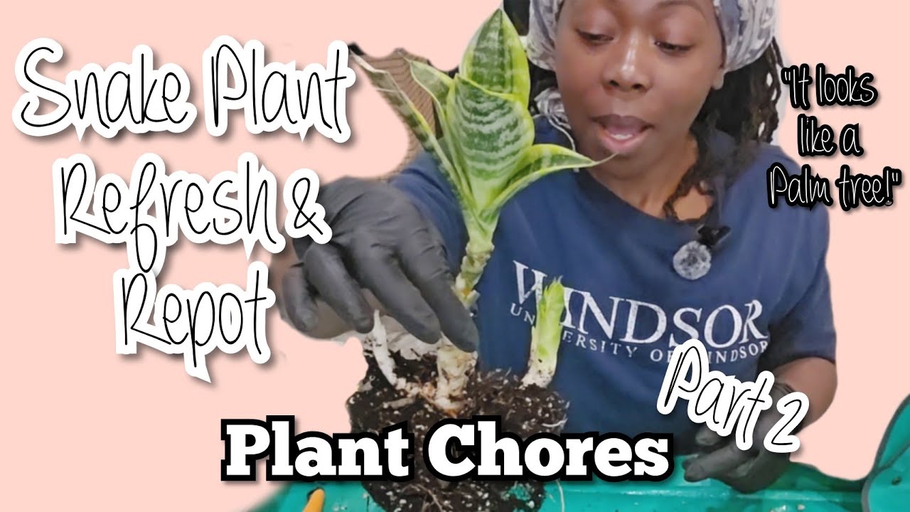 Sansevieria Overhaul: Refresh Your Snake Plant Like a Pro! | Plant Chores | Part 2