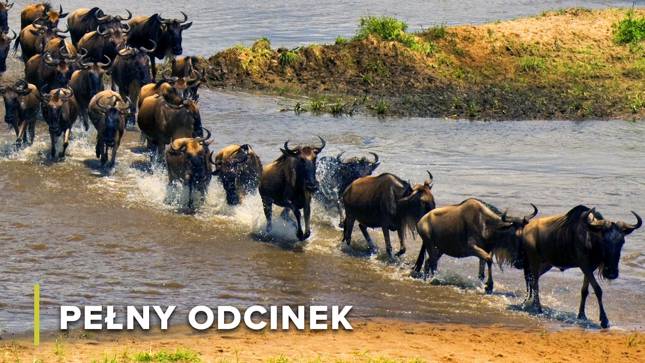 Lwy w zasadzce przy przeprawie gnu | Koczownicy Serengeti 101