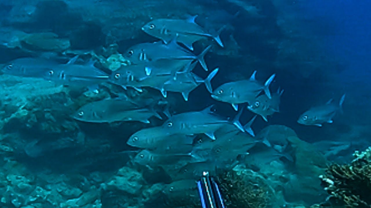 KAWAN NG TREVALLY 