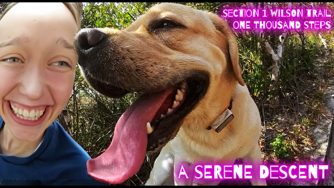 Hong Kong Labrador and his Sister Wilson Trail Section 1