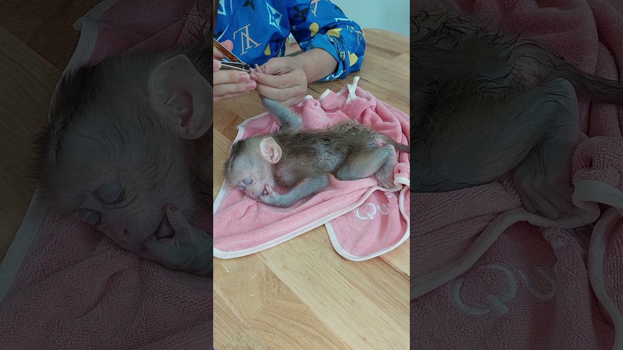 So Adorable Babe Monkey Well Slept While Cut Nails #baby #cute