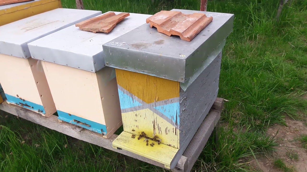 Apicultura de zi cu zi: metodă simplă de introdus regină împerecheată în roi