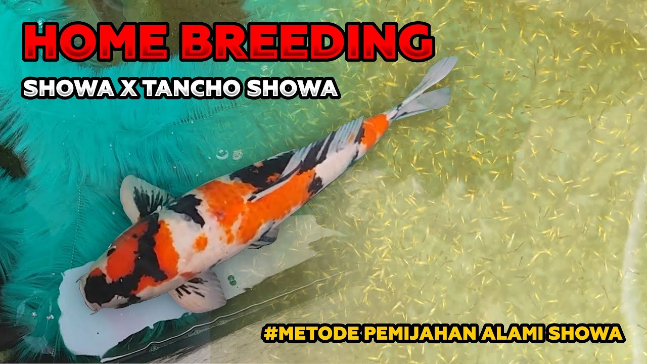 CARA BREEDING / PEMIJAHAN IKAN KOI : Home Breeding ikan koi jenis showa versi kami