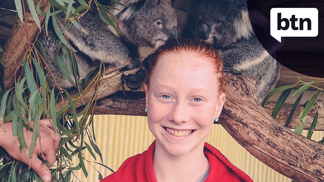 Rookie Report - Libby's Koala Conservation