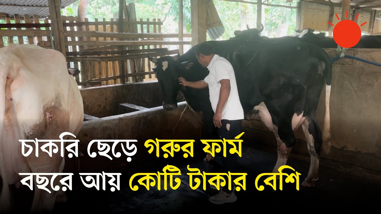 ব্যাংকের চাকরি ছেড়ে গিয়াসউদ্দিনের মাসে আয় নয় লাখ টাকার বেশি | Cow Farm | News | Prothom Alo