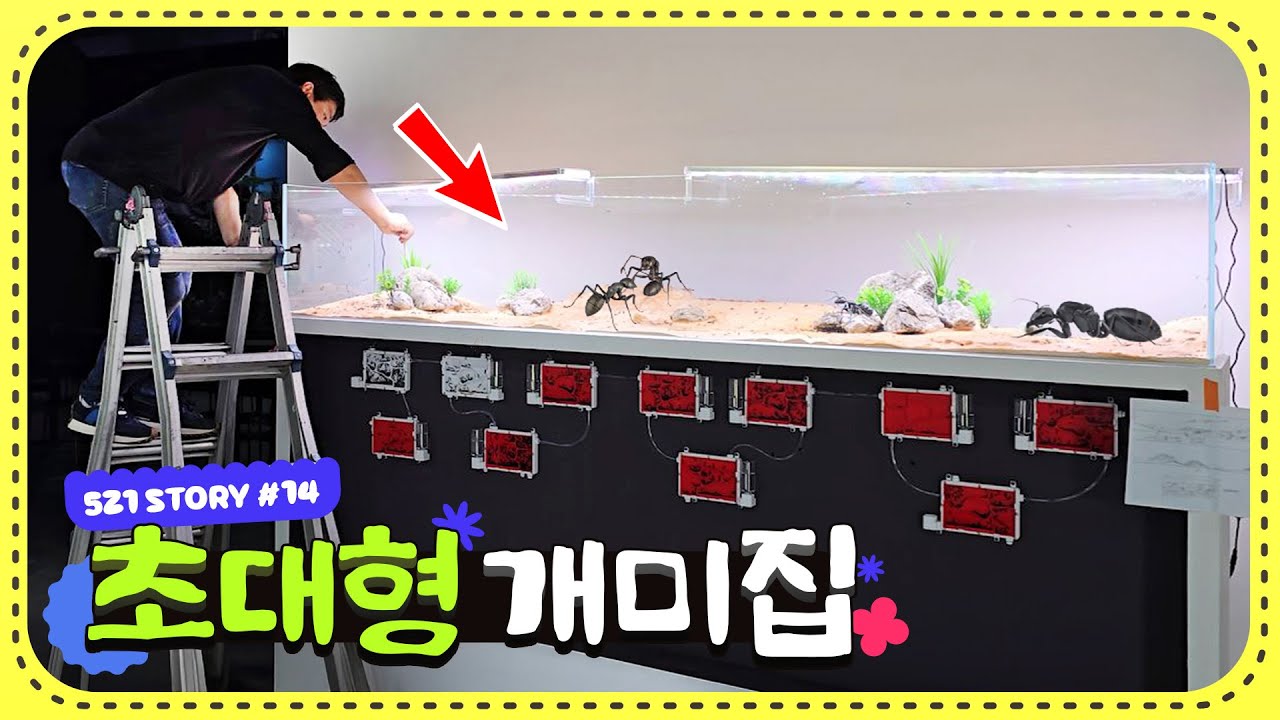 엄청난 대군체가 들어간 초대형 개미집을 만들었습니다! 함부로 따라하면 큰일납니다