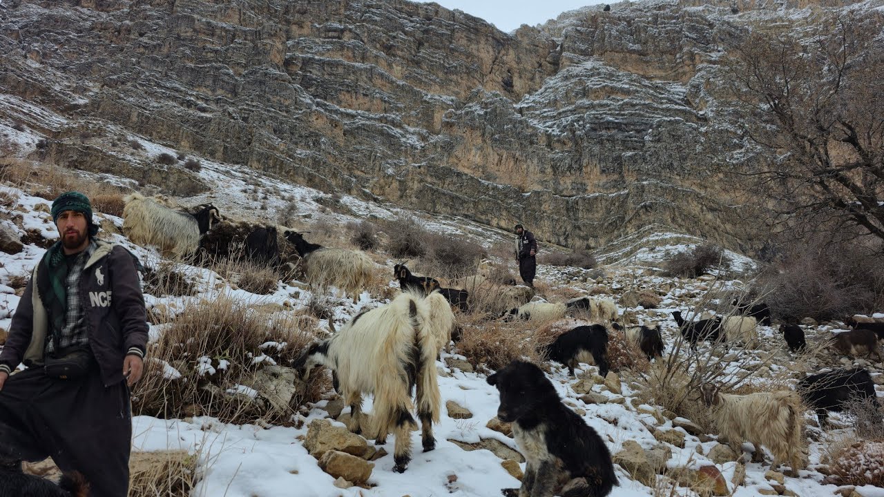 Выживание в снегу и холоде ❄️🥶 | Тяжелая кочевая борьба в горах 🏔️🐐
