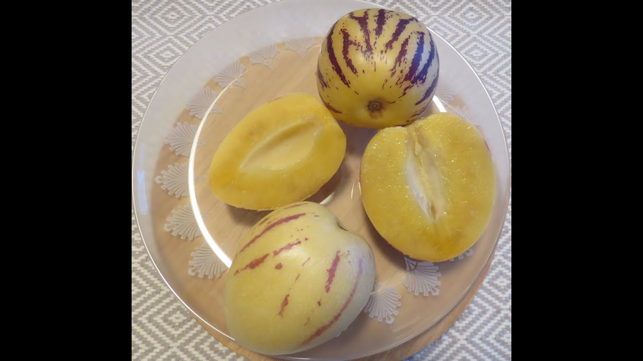 Fruit taste test: pepino melon (longevity fruit)