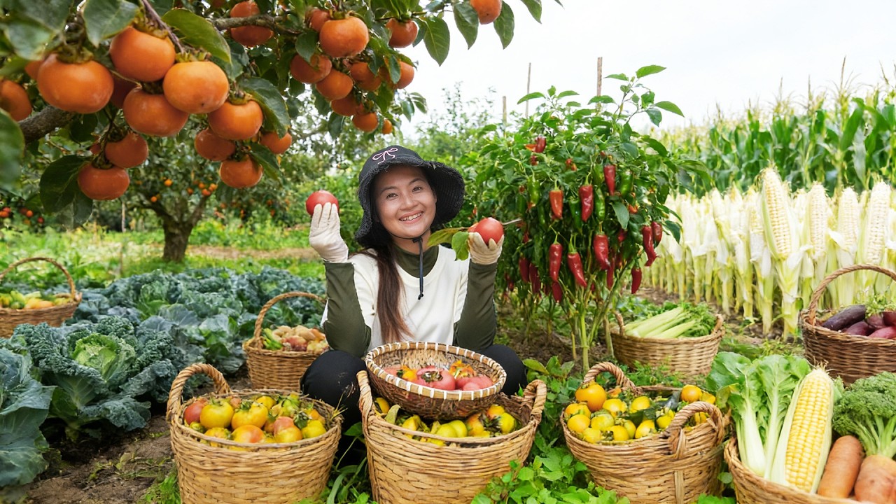 Harvest: Persimmon, Chili, Kale To Take To The Market To Sell – Cook – Garden - Farming