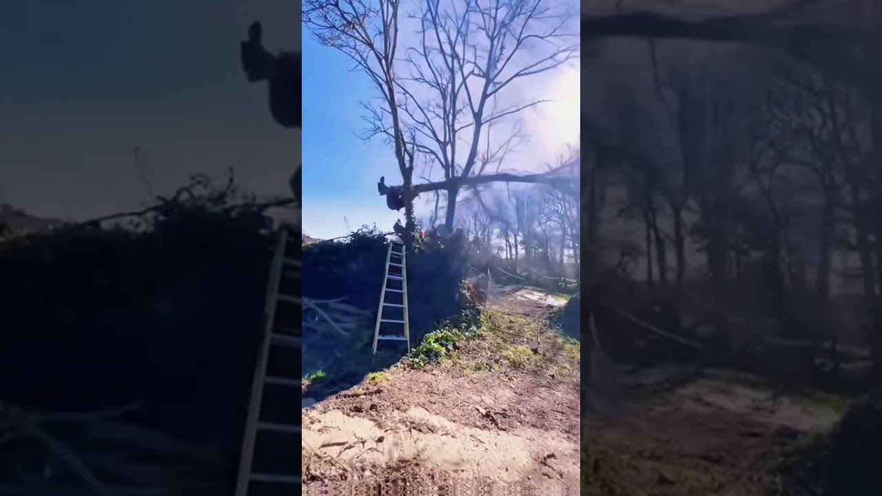 Tree cutting gone wrong😅🥹#tree#cutting#fail#fyp