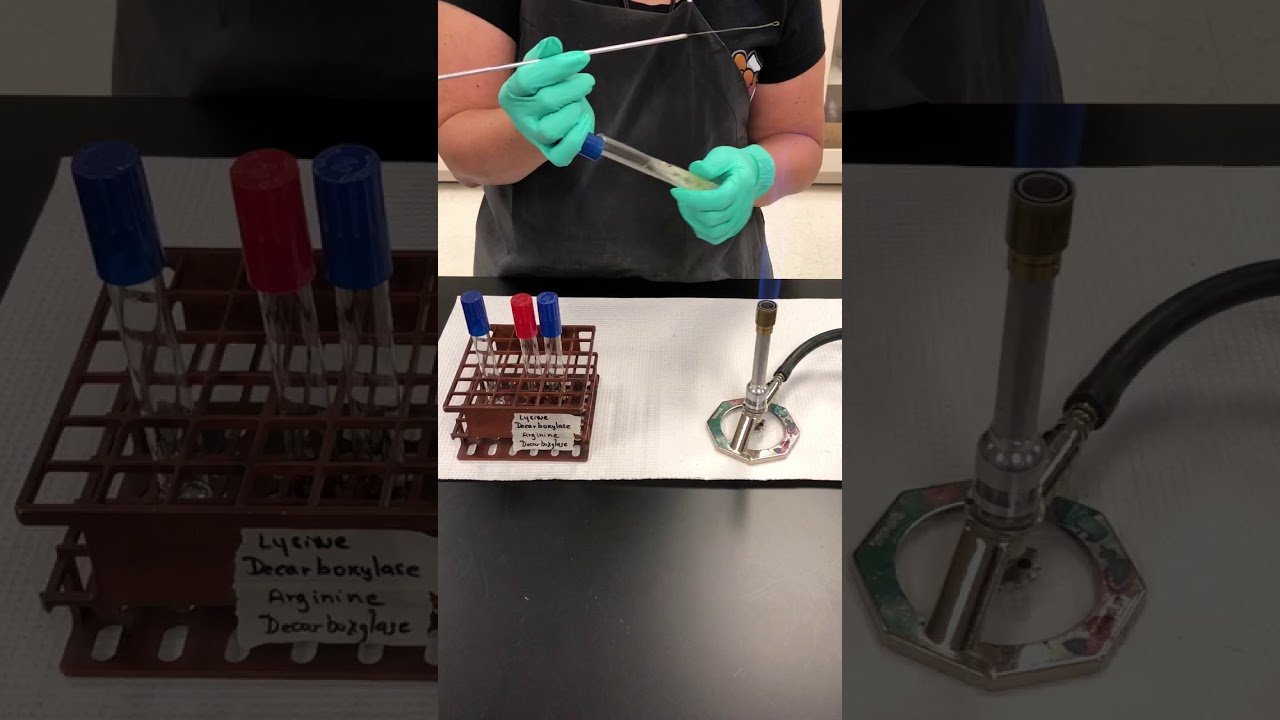 Decarboxylase test by Dr. V