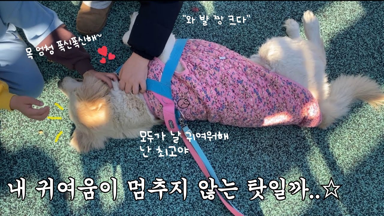 누가 예뻐하면 드러눕는 골든 리트리버는 집에 가기 싫어요