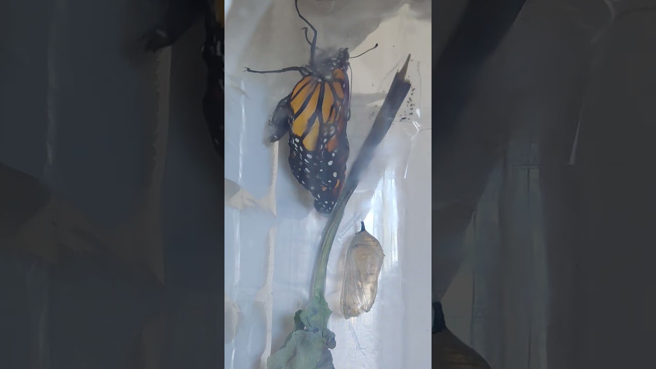  transformation may feel uncomfortable, but the results will be beautiful when you let change happen