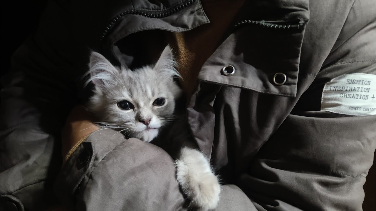 My cat story Kiko (Persian Cat)