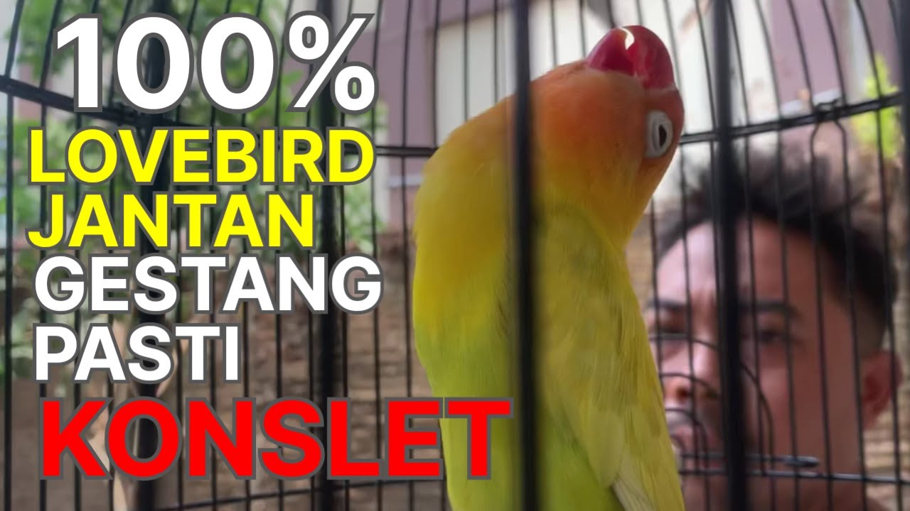 PAHAMI INI SEMUA BISA PUNYA LOVEBIRD KONSLET