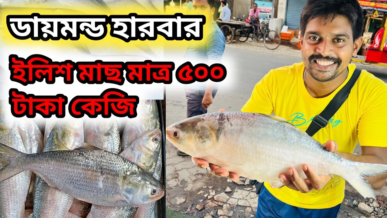 ডায়মন্ড হারবারে ইলিশ মাছের দাম কতটা কোমেছে #fishmarket #diamondharbour 