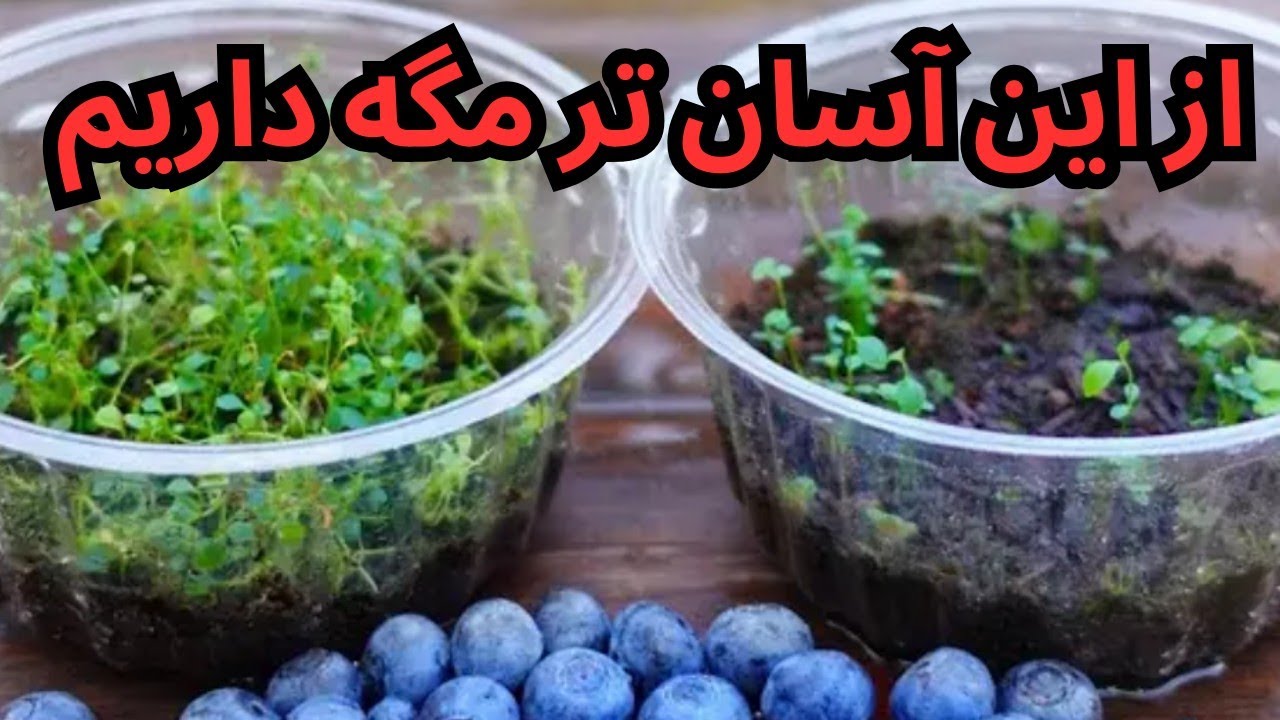 کاشتن بلوبری در گلدان/به ساده ترین روش این میوه خوشمزه رو در خانه پرورش بده