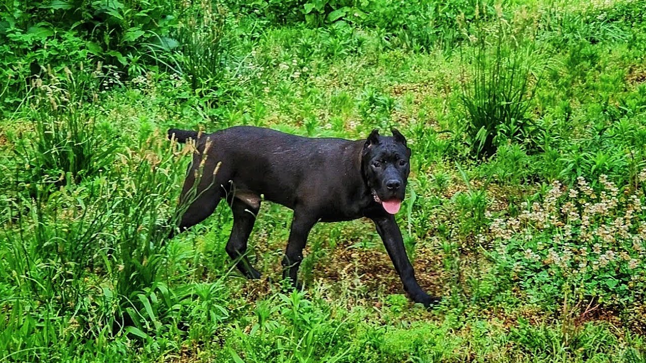 Preachers son demonstrates why Cane Corso puppies are NOT for everyone 😖