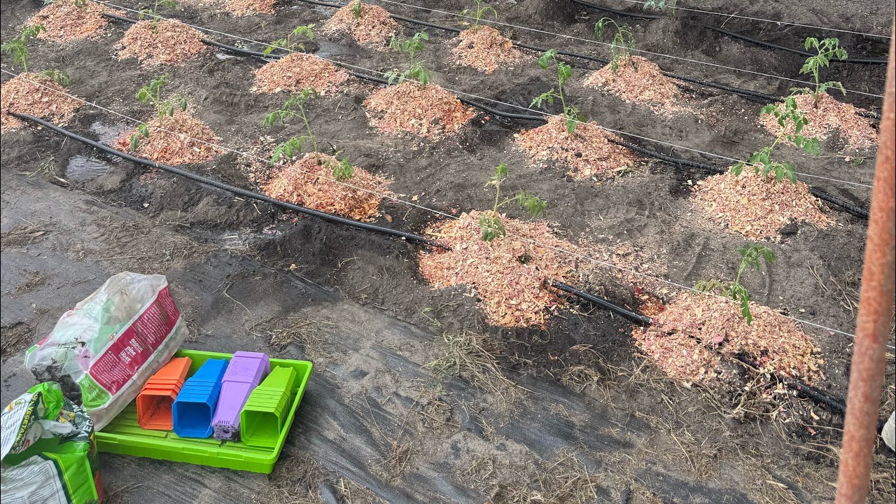 Planting the 2025 Fall Tomatoes! - North Florida Garden 