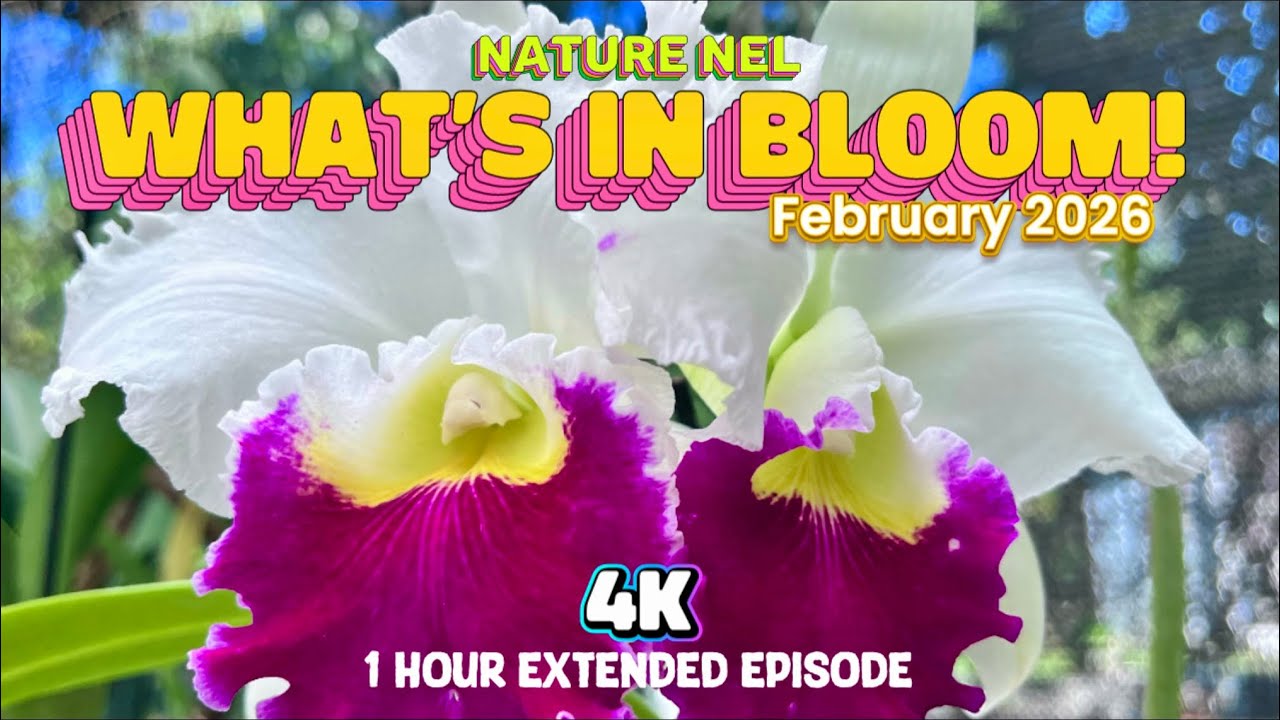 Spring Awakening in the Orchid Room: Blooms, Education, and Upcoming Shows. 