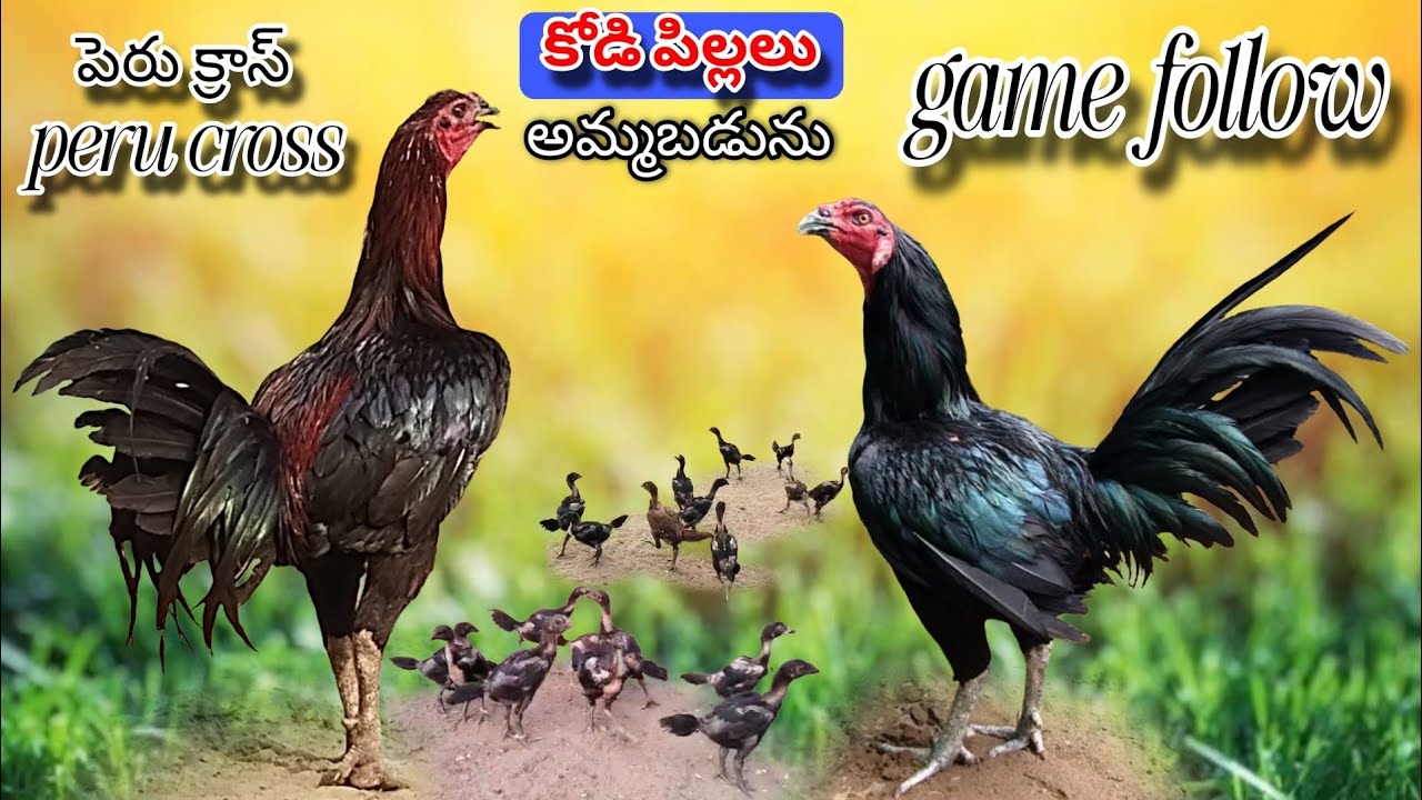 #KVR BREEDES#thankas to all 🙏#bhimavaram chicks#peru cross chicks#chicks#patta punju#birds#chicken