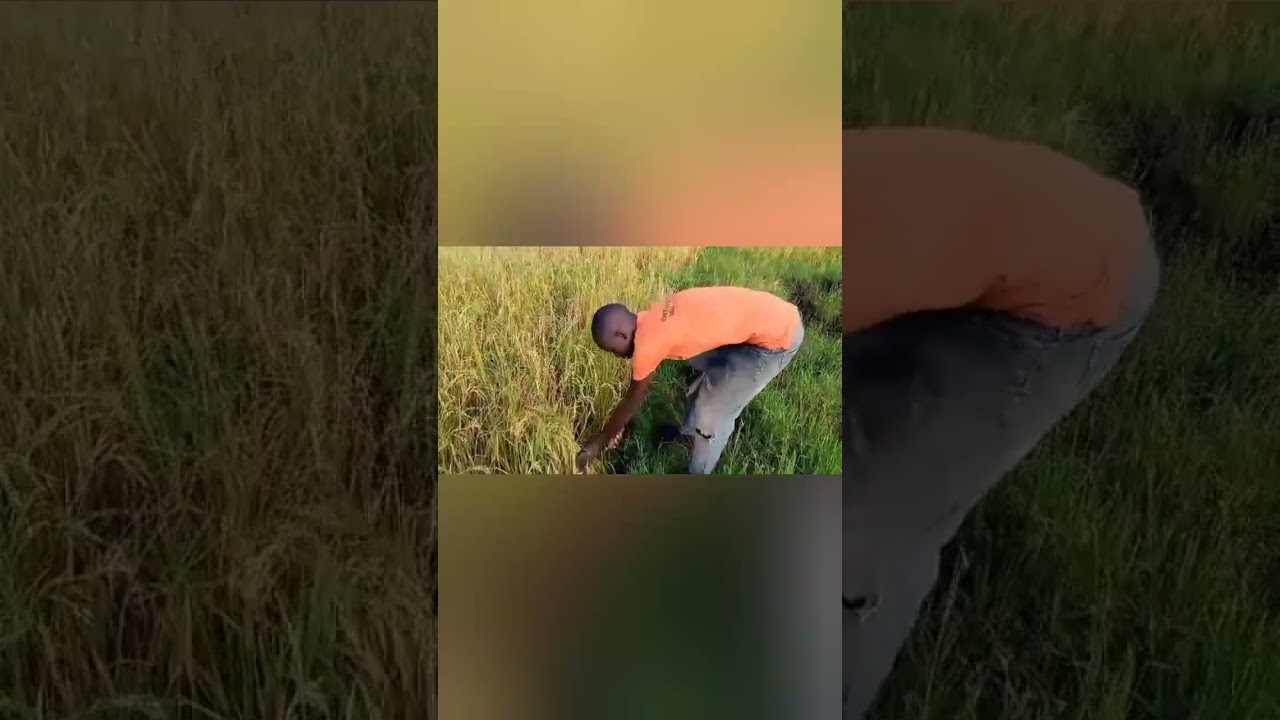 Rice harvesting in our African village farm