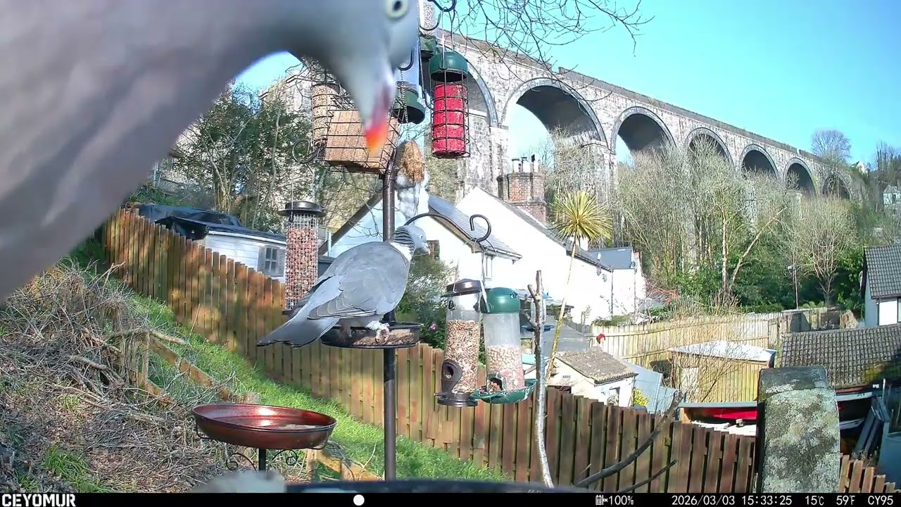 Big Dave vs Lightning! ⚡ Plus a Mystery Ground Visitor & The Missing Suet