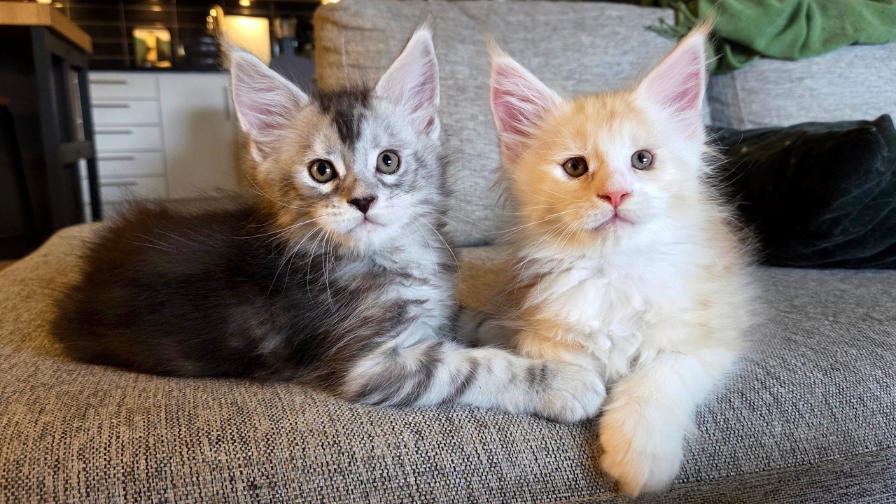 Maine Coon Kittens Have Taken Over the Apartment!