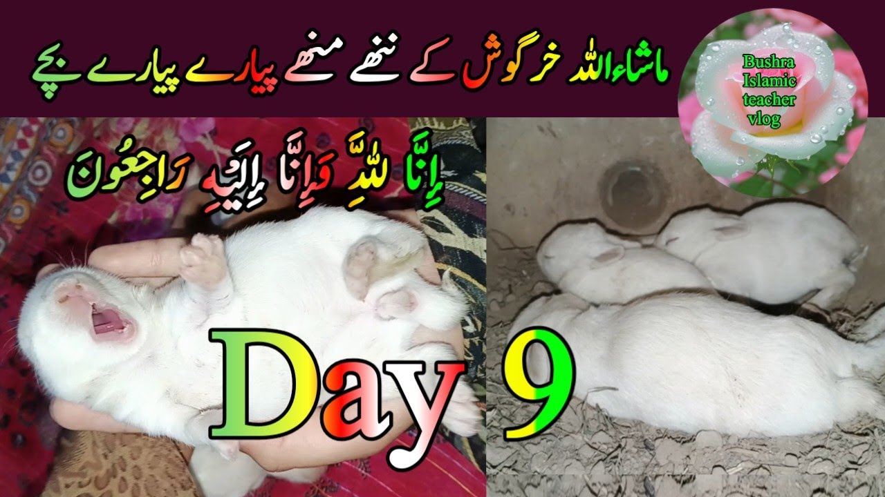 khargosh ke bache Day 9 | خرگوش کے بچے | Baby rabbits