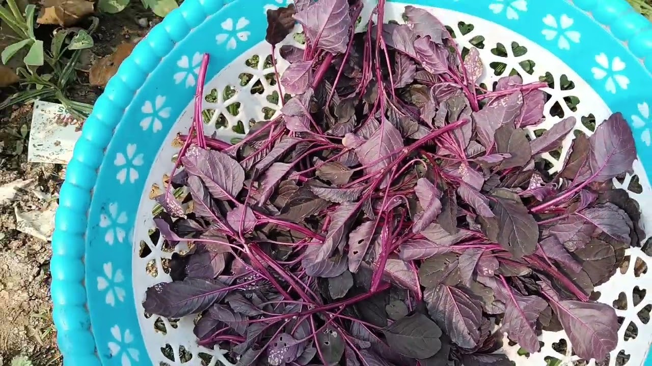 Aaj Ham sag bhaji todenge 🥬🥦🍊🌿🥬🍅