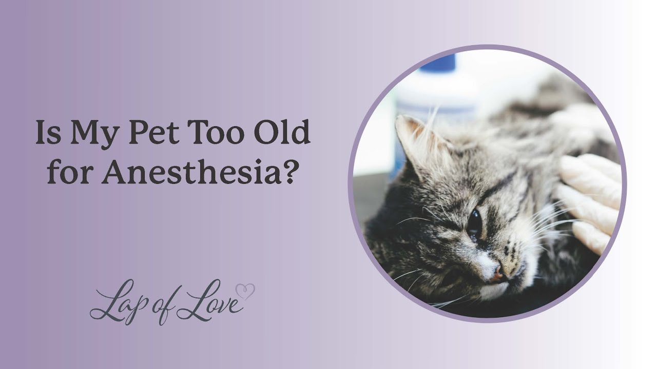 Is My Pet Too Old for Anesthesia?