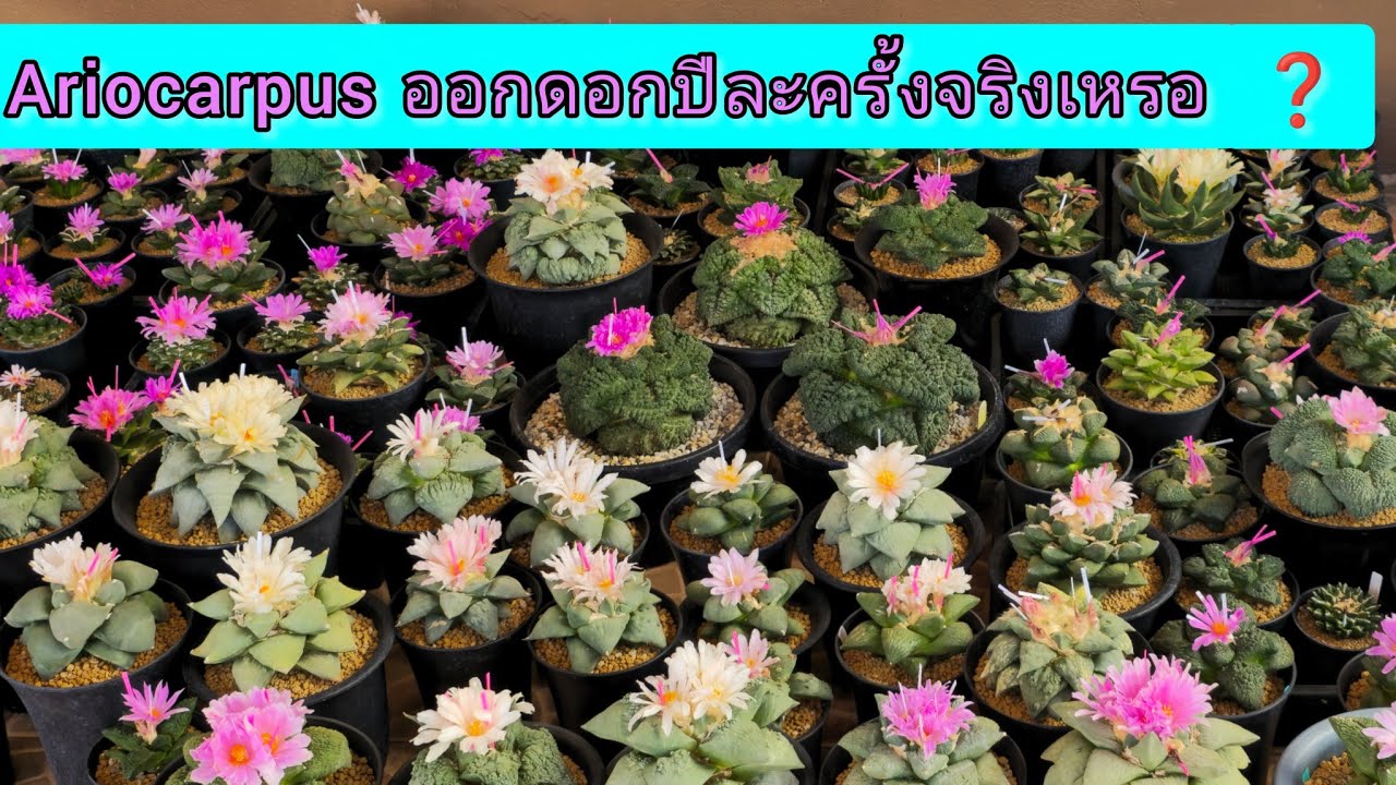 Ariocarpus​ ออกดอกปีละครั้งจริงเหรอ