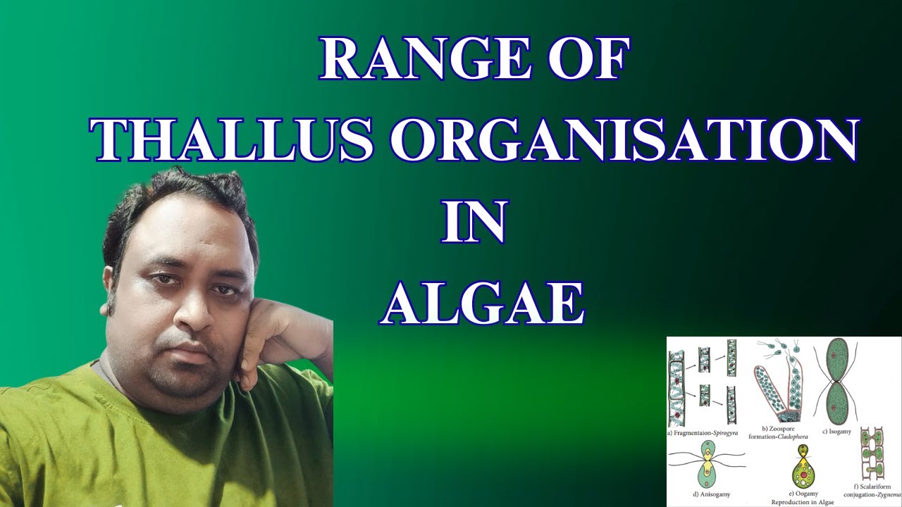 Range of thallus organization in algae by harun sir