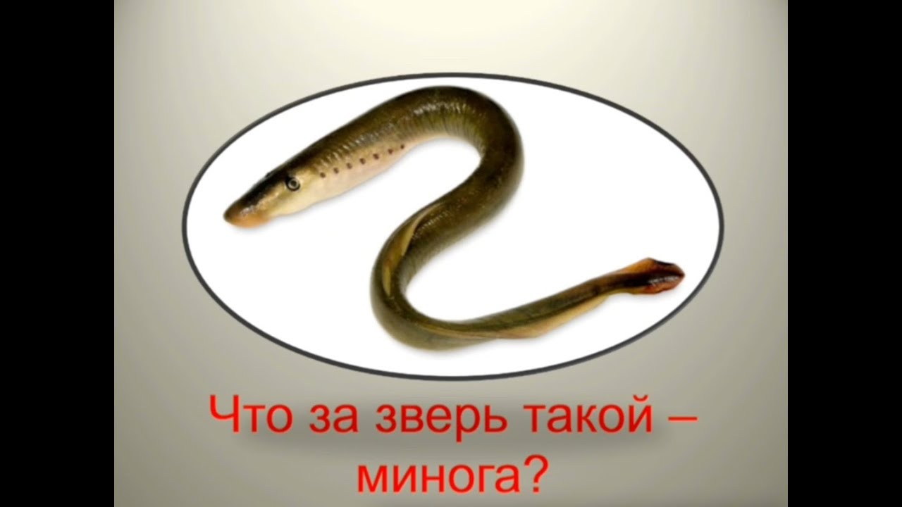 Интересный факт: 