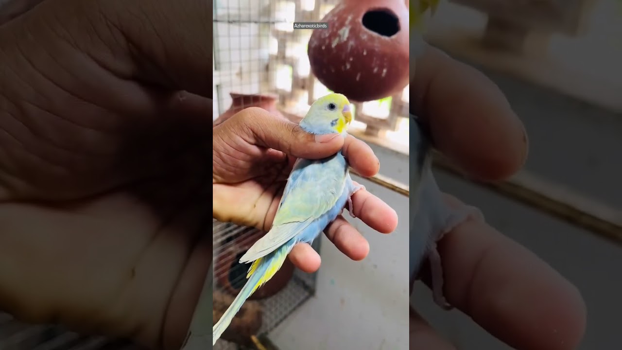 🌈Rainbow mutation Budgies🌈