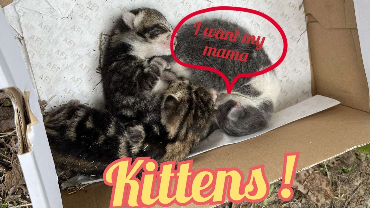 How to Rescue Kittens
