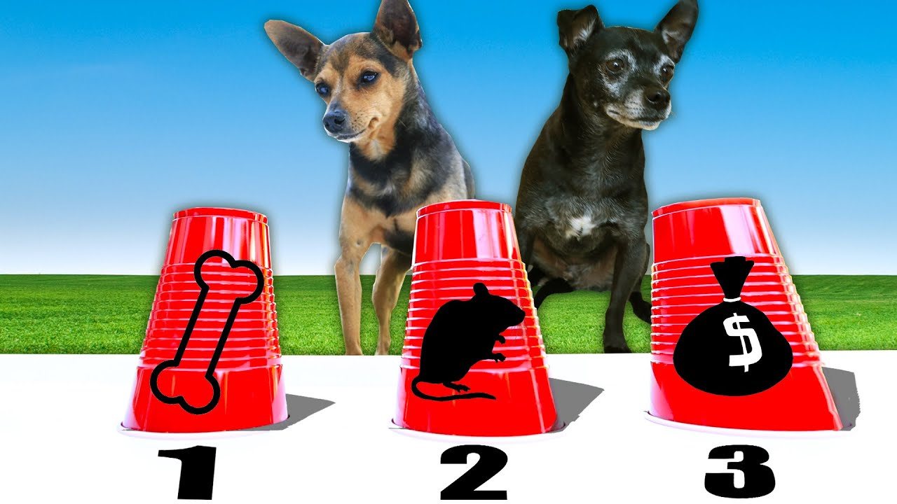 Testing our Dogs Intelligence with Dog IQ Test! PawZam Dogs