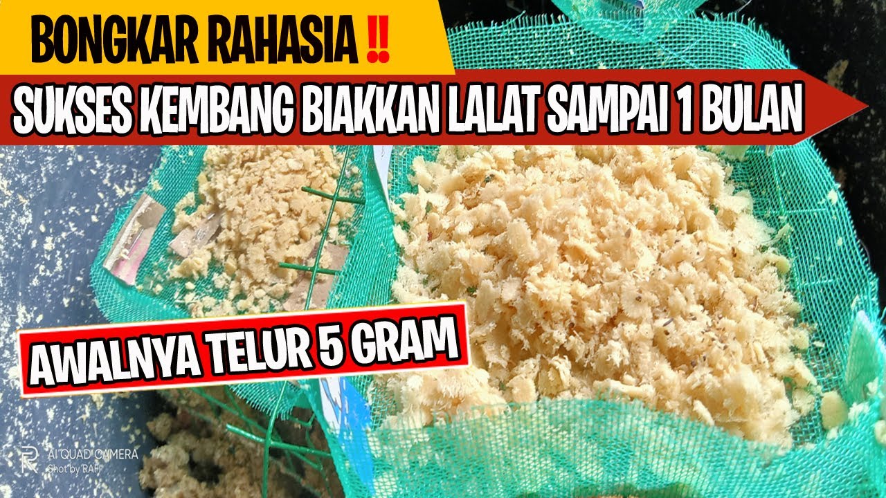 Sukses Mengembangbiakkan Budidaya Maggot Lalat BSF Dari Telur 5 Gram Panen Berkali- Kali