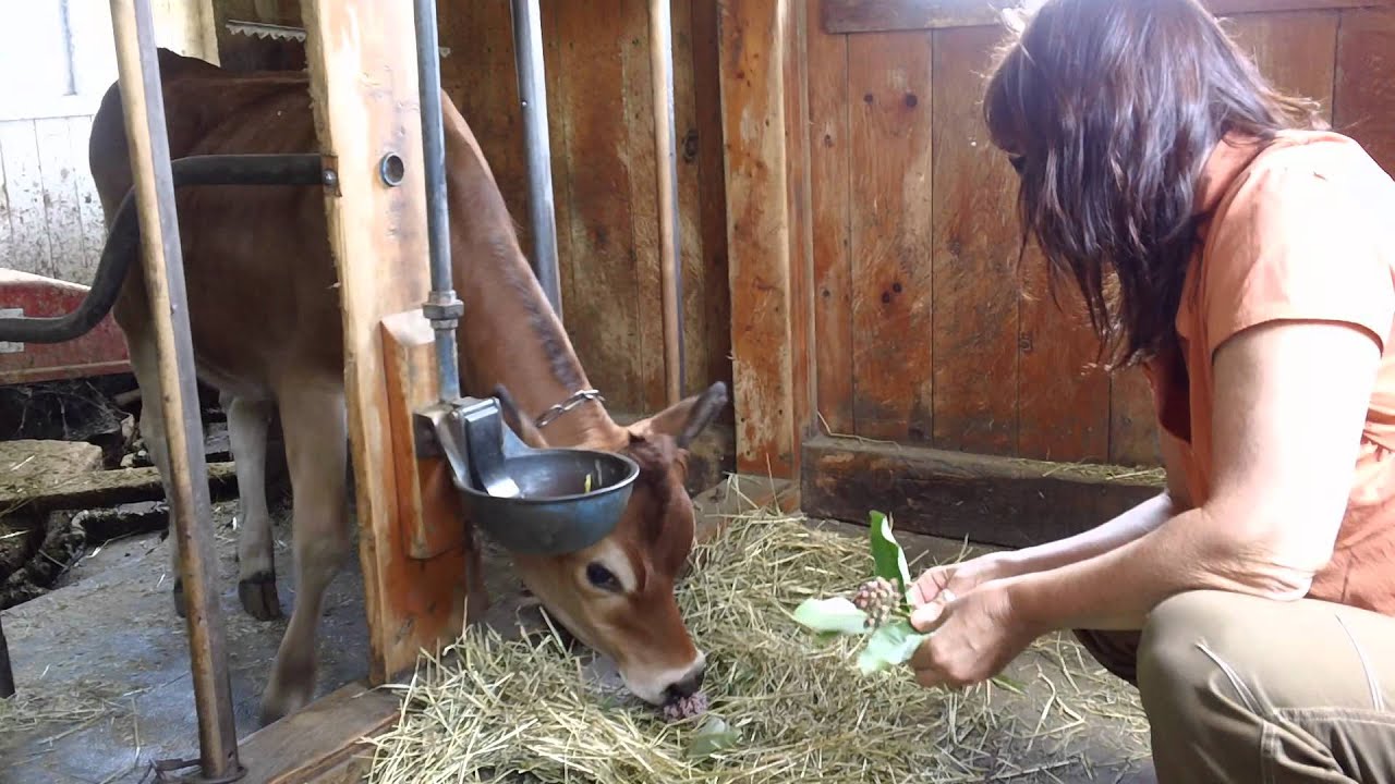 Dairy heifer eating milk weed