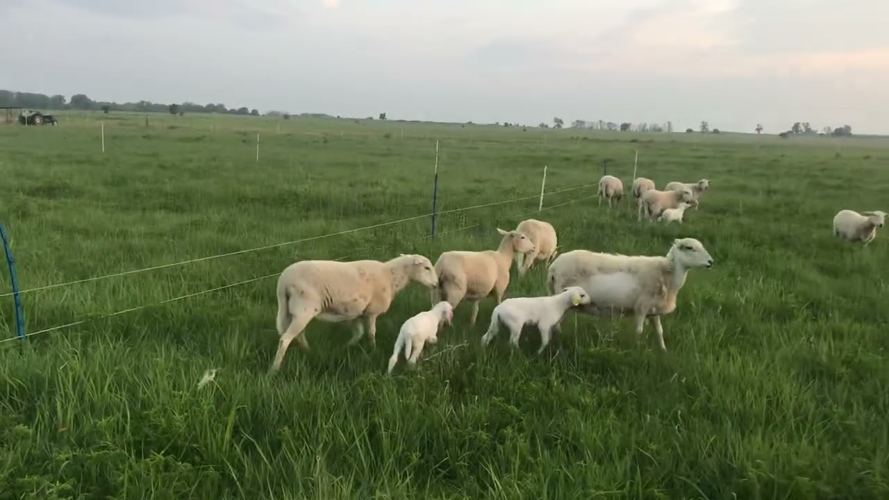 Newborn F2 Australian White Lambs | Breeding Up Katahdin Ewes x Australian White Ram
