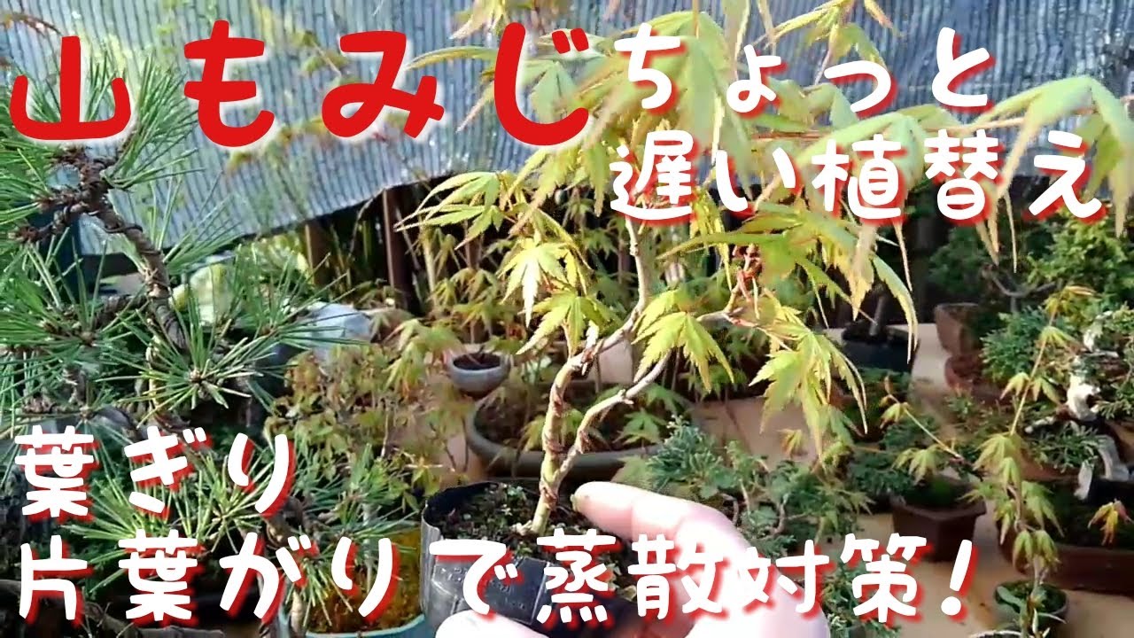 山もみじちょっと遅い植替え　葉ぎり方葉がりで蒸散対策！